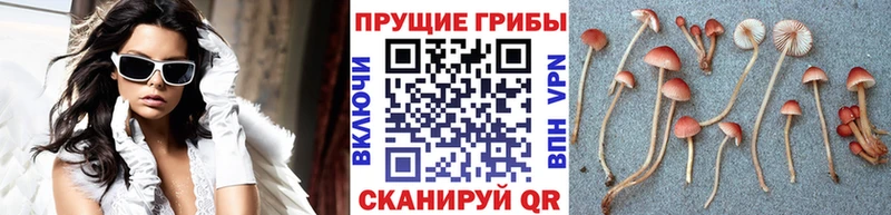 kraken рабочий сайт  Сарапул  Галлюциногенные грибы мухоморы 